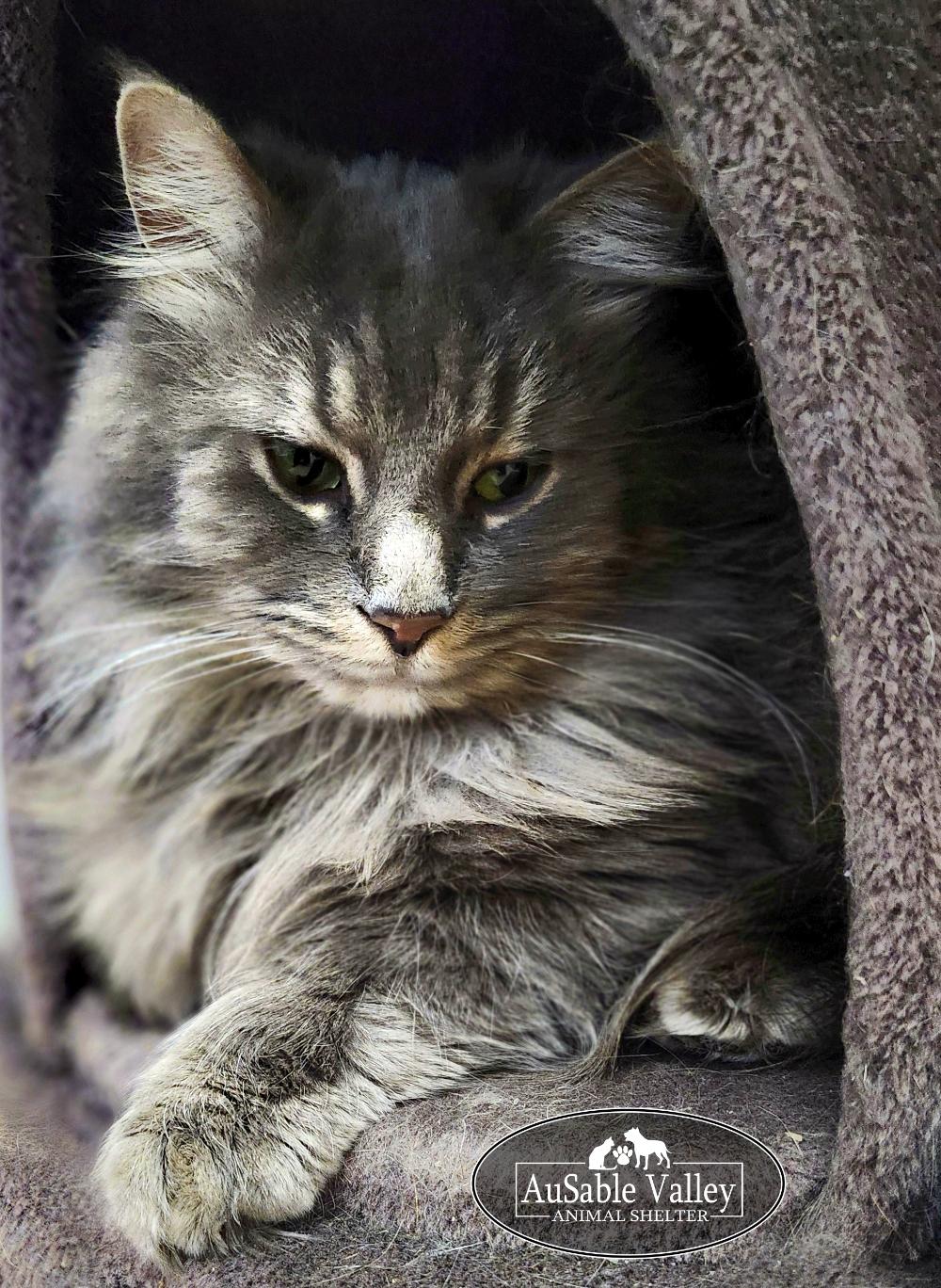 Enlarge  Gray V , an adopted Domestic Long Hair in Grayling, MI image 5/6