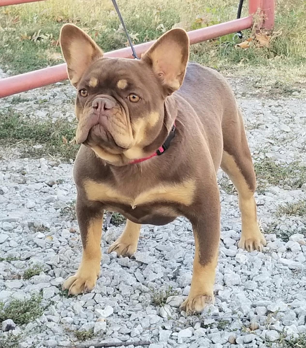 Enlarge LATTE, a ADOPTABLE French Bulldog in Smithville, MO image 1/1