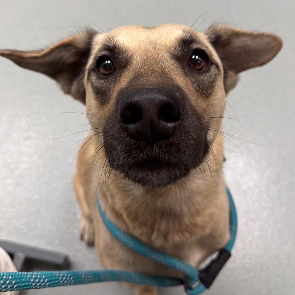 Enlarge Tally, a Adoptable mixed breed in Abilene, TX image 2/6