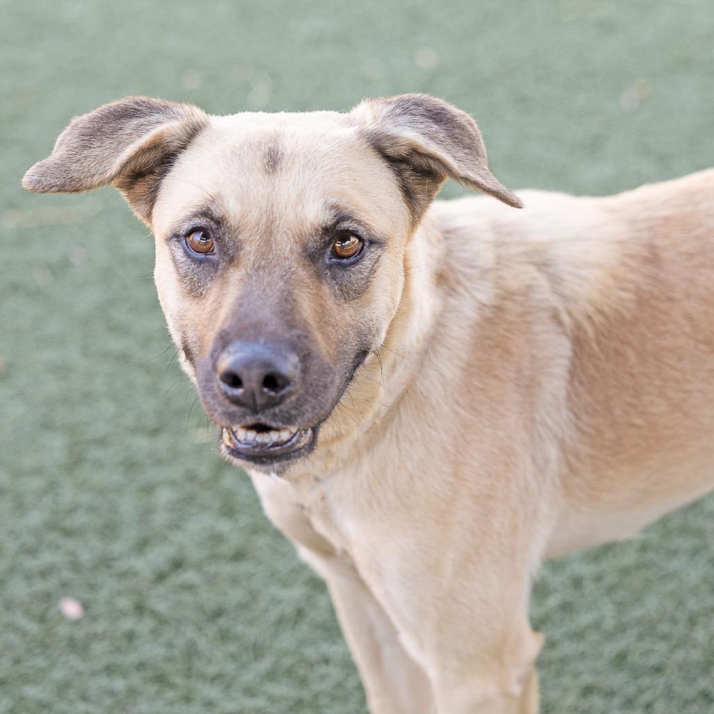 Enlarge Tally, a Adoptable mixed breed in Abilene, TX image 3/6
