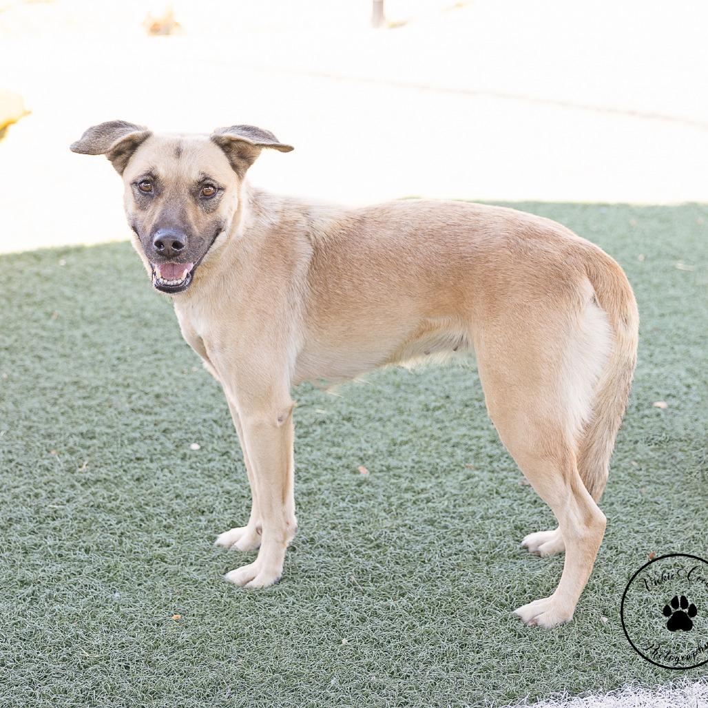 Enlarge Tally, a Adoptable mixed breed in Abilene, TX image 4/6