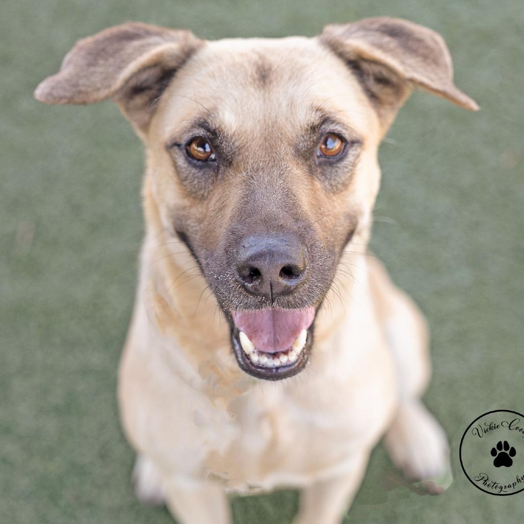 Enlarge Tally, a Adoptable mixed breed in Abilene, TX image 6/6