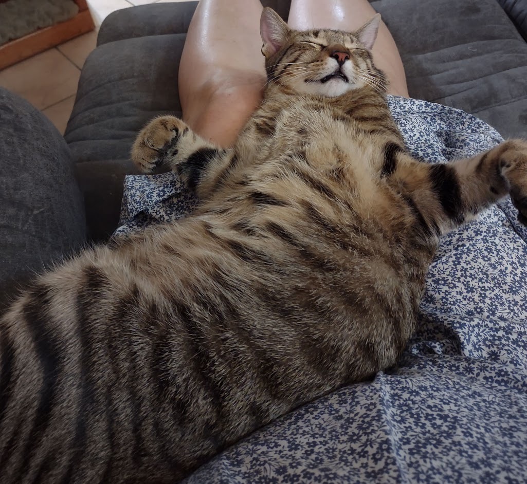 Alvin, a Adoptable mixed breed in Simms, TX image 1/2