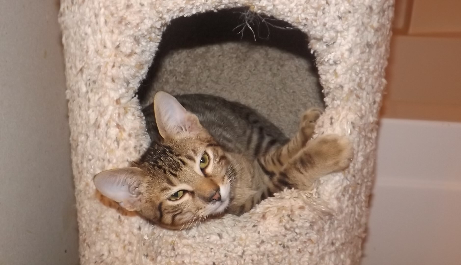 Alvin, a Adoptable mixed breed in Simms, TX image 2/2