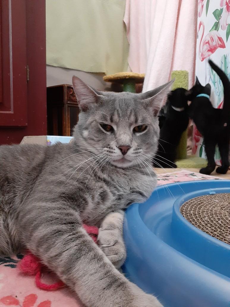 Charlie, a Adoptable Tabby in Wimauma, FL image 3/6