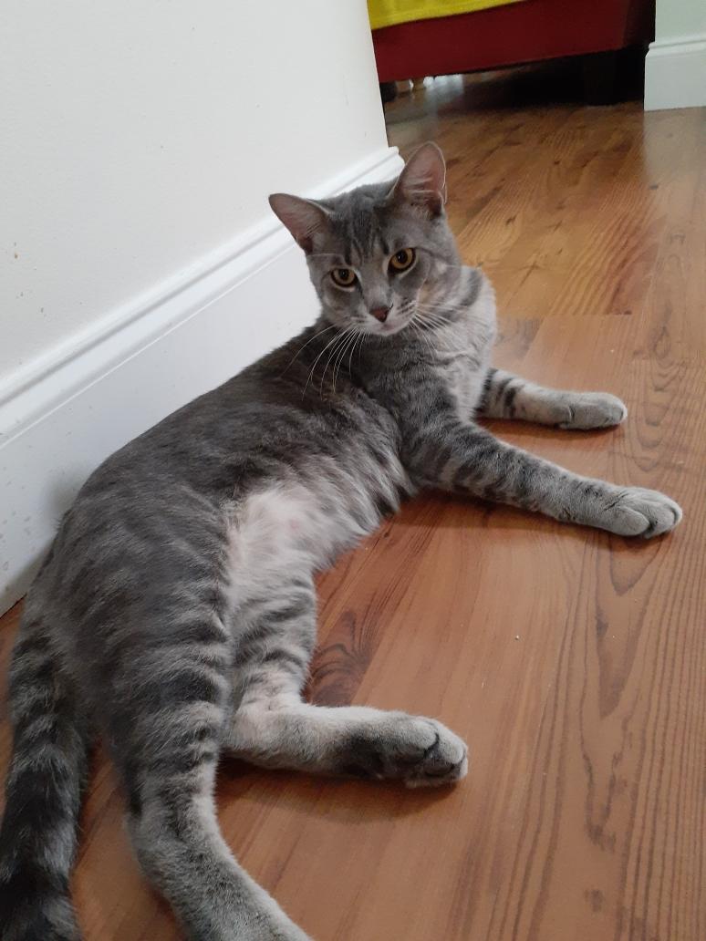 Charlie, a Adoptable Tabby in Wimauma, FL image 2/6