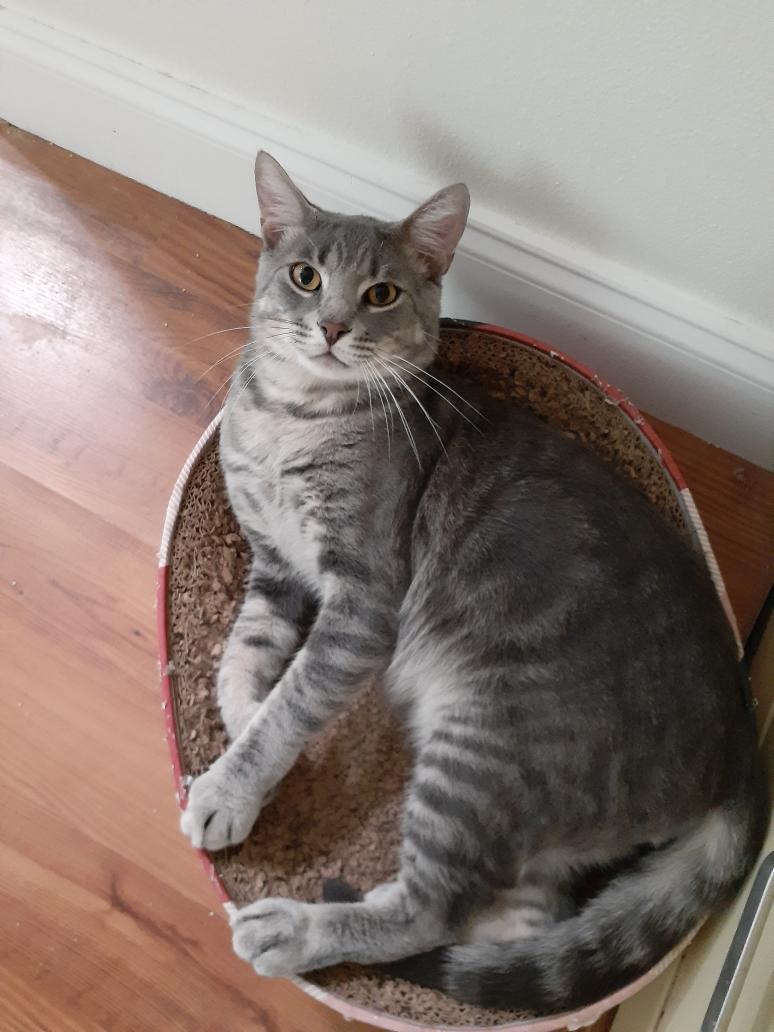 Charlie, Adoptable, Young Male Tabby.