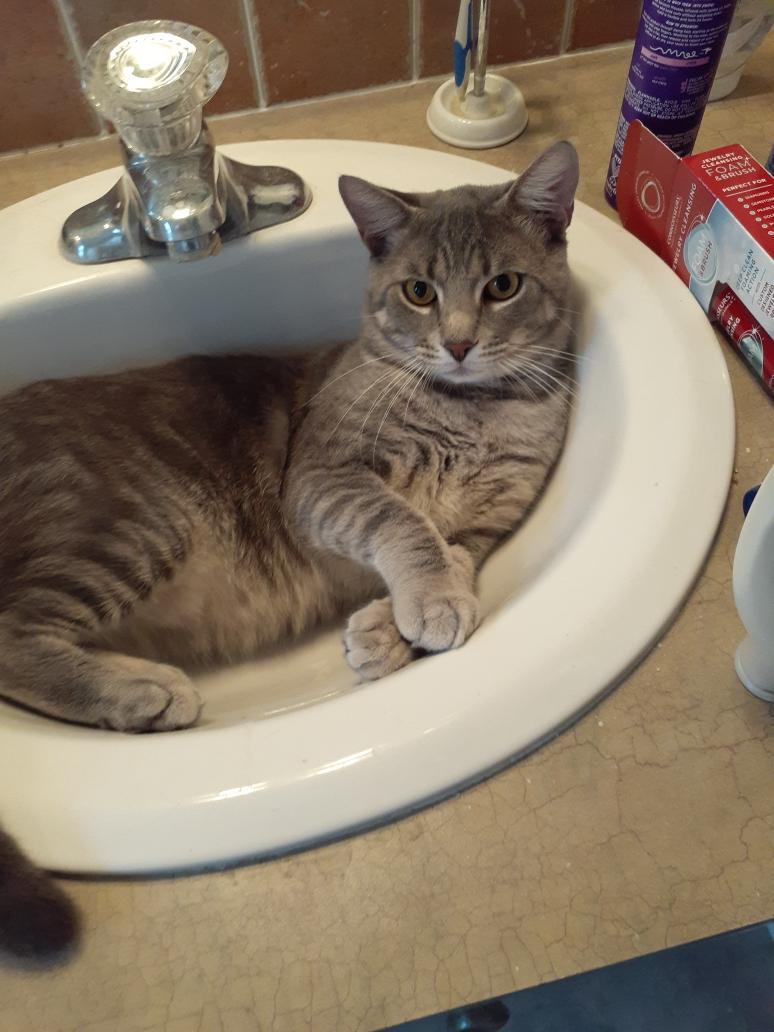 Charlie, a Adoptable Tabby in Wimauma, FL image 4/6