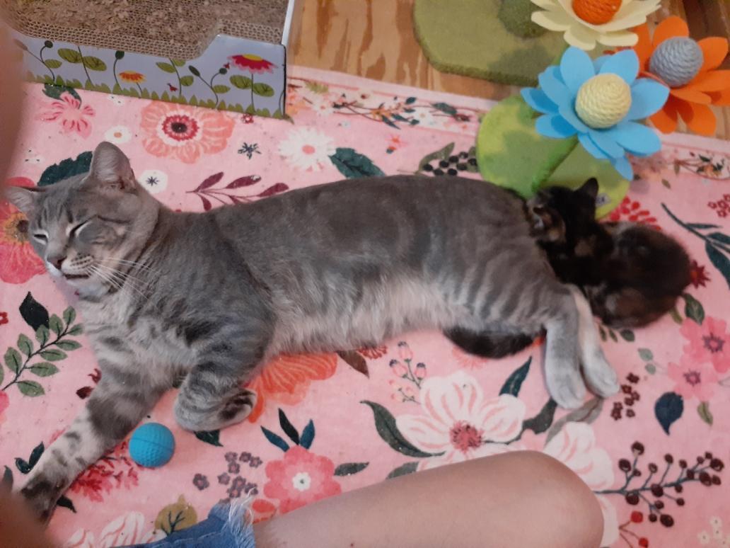 Charlie, a Adoptable Tabby in Wimauma, FL image 5/6