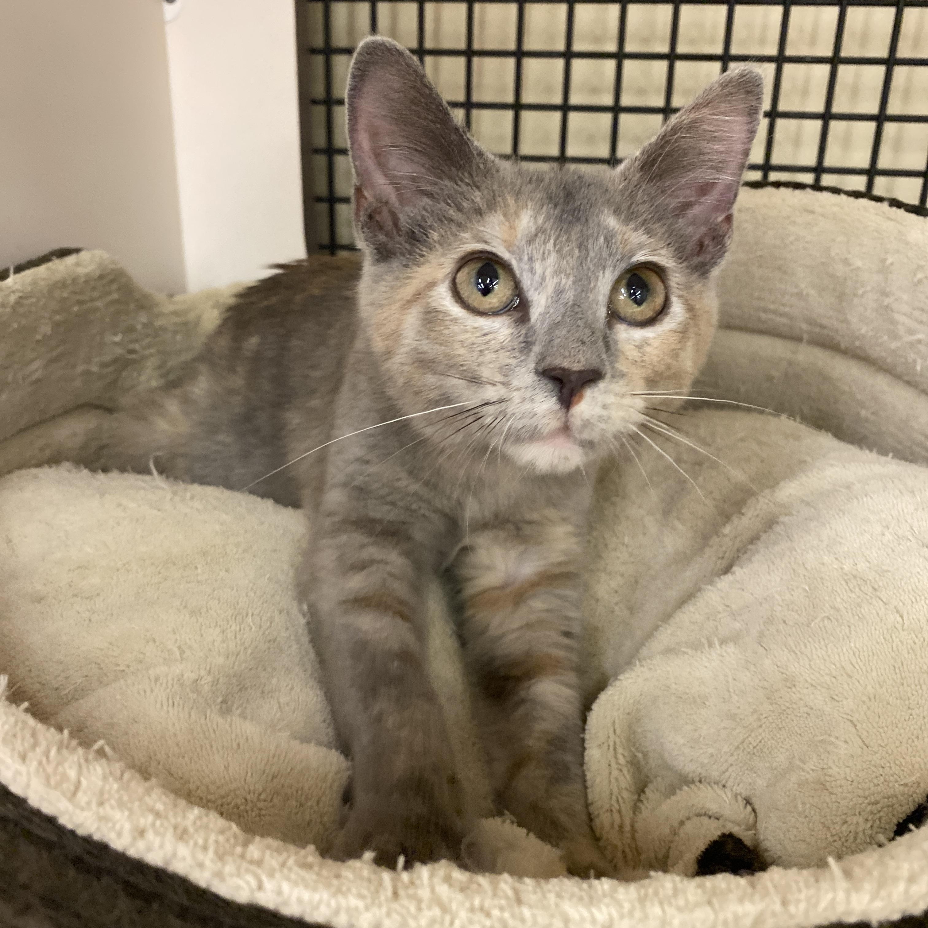 Cha Cha at Avon Petco!!