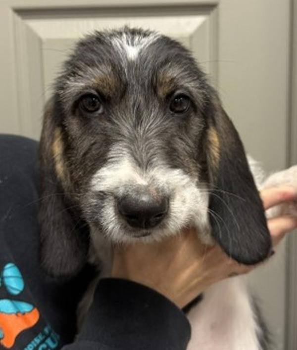O'Malley, Adoptable, Puppy Male Basset Hound & Terrier.