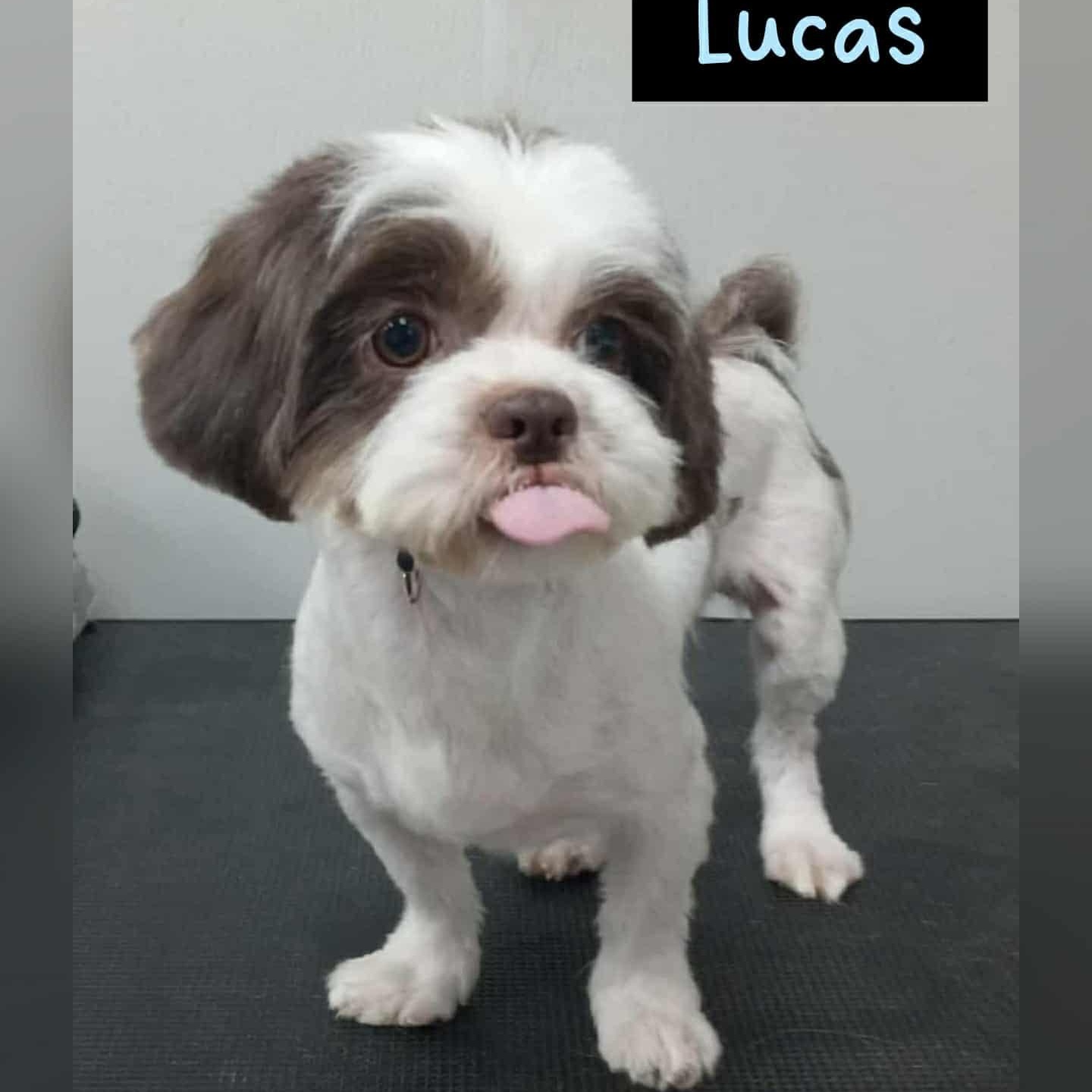 Enlarge LUCAS, an adopted Shih Tzu in Salem, OR image 3/4