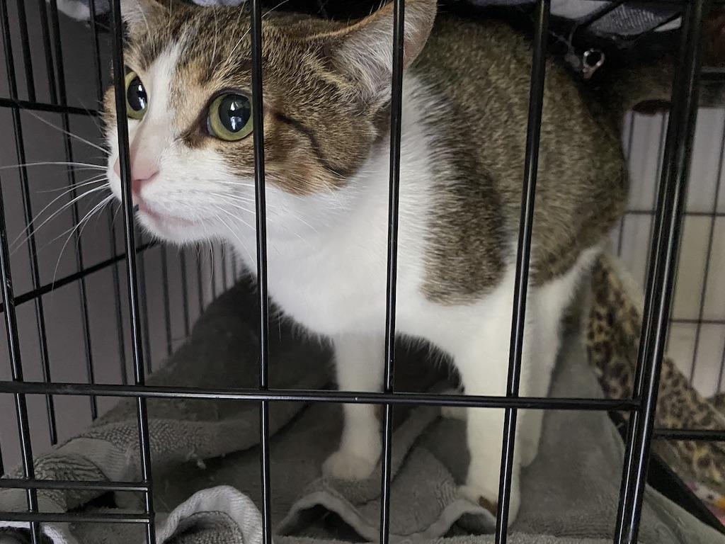 Dahlia Lulu, Adopted, Adult Female Domestic Short Hair.