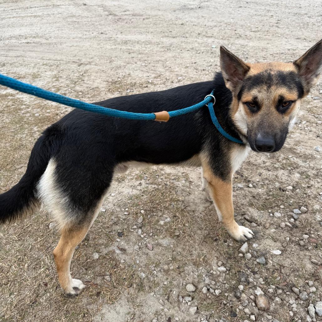 Duke, Adoptable, Young Male German Shepherd Dog.