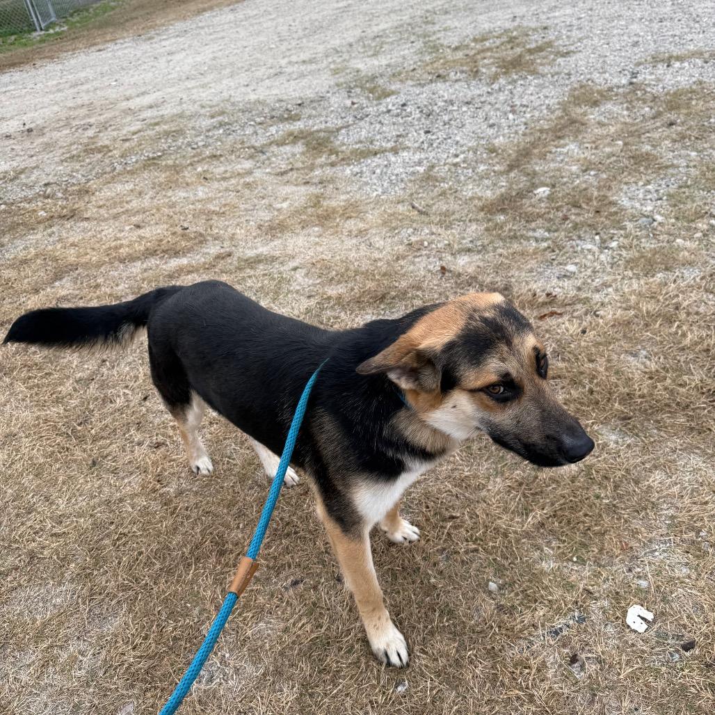 Enlarge Duke, a Adoptable German Shepherd Dog in Millen, GA image 2/3