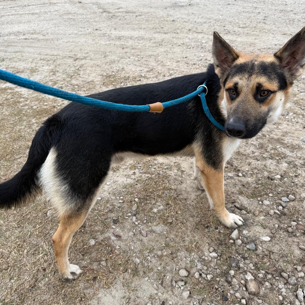 Enlarge Duke, a Adoptable German Shepherd Dog in Millen, GA image 3/3