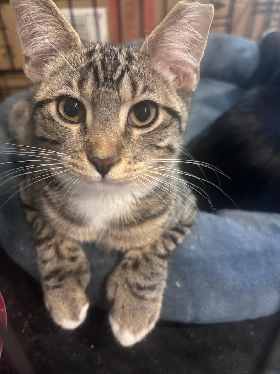 Milky, Adoptable, Young Male Domestic Short Hair.