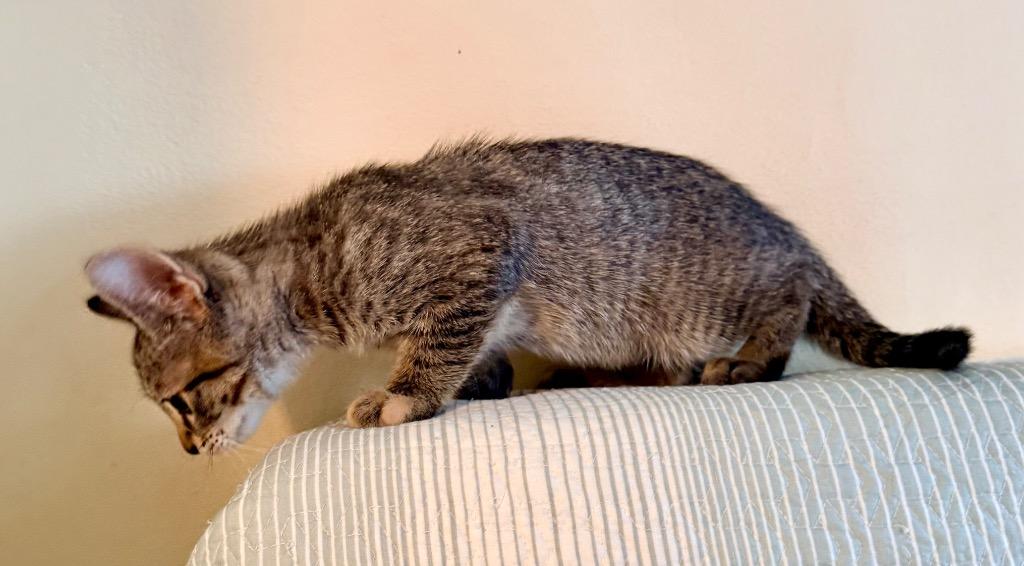 Kiki: adoption pending, Adoptable, Kitten Female Domestic Short Hair.