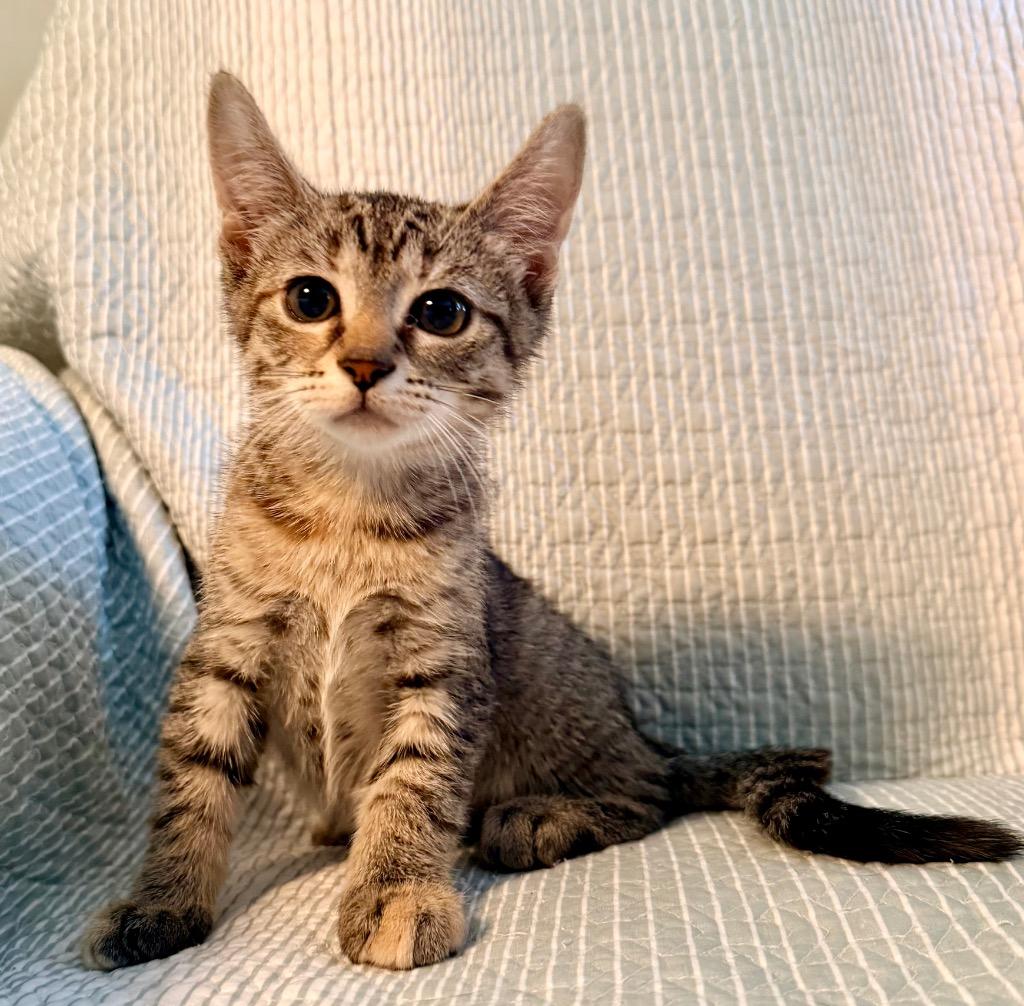 Enlarge Kiki: adoption pending, a Adoptable mixed breed in New York, NY image 2/5