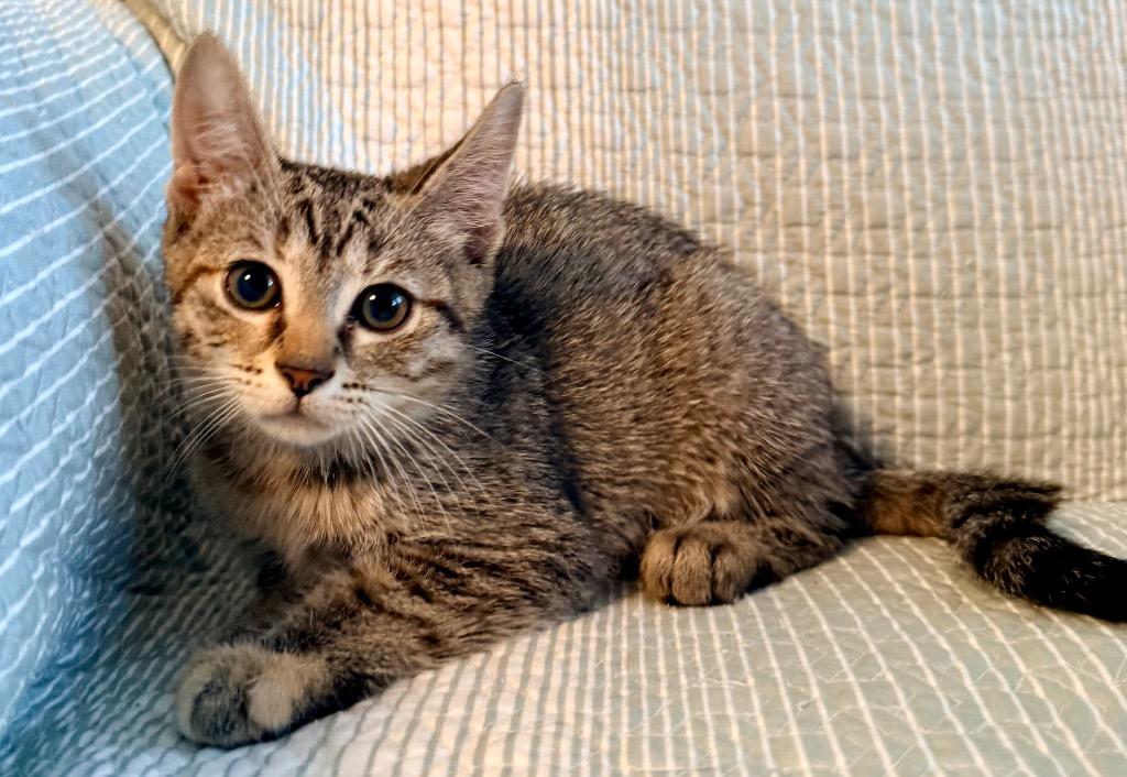 Enlarge Kiki: adoption pending, a Adoptable mixed breed in New York, NY image 3/5