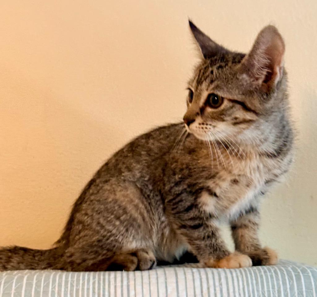 Enlarge Kiki: adoption pending, a Adoptable mixed breed in New York, NY image 4/5