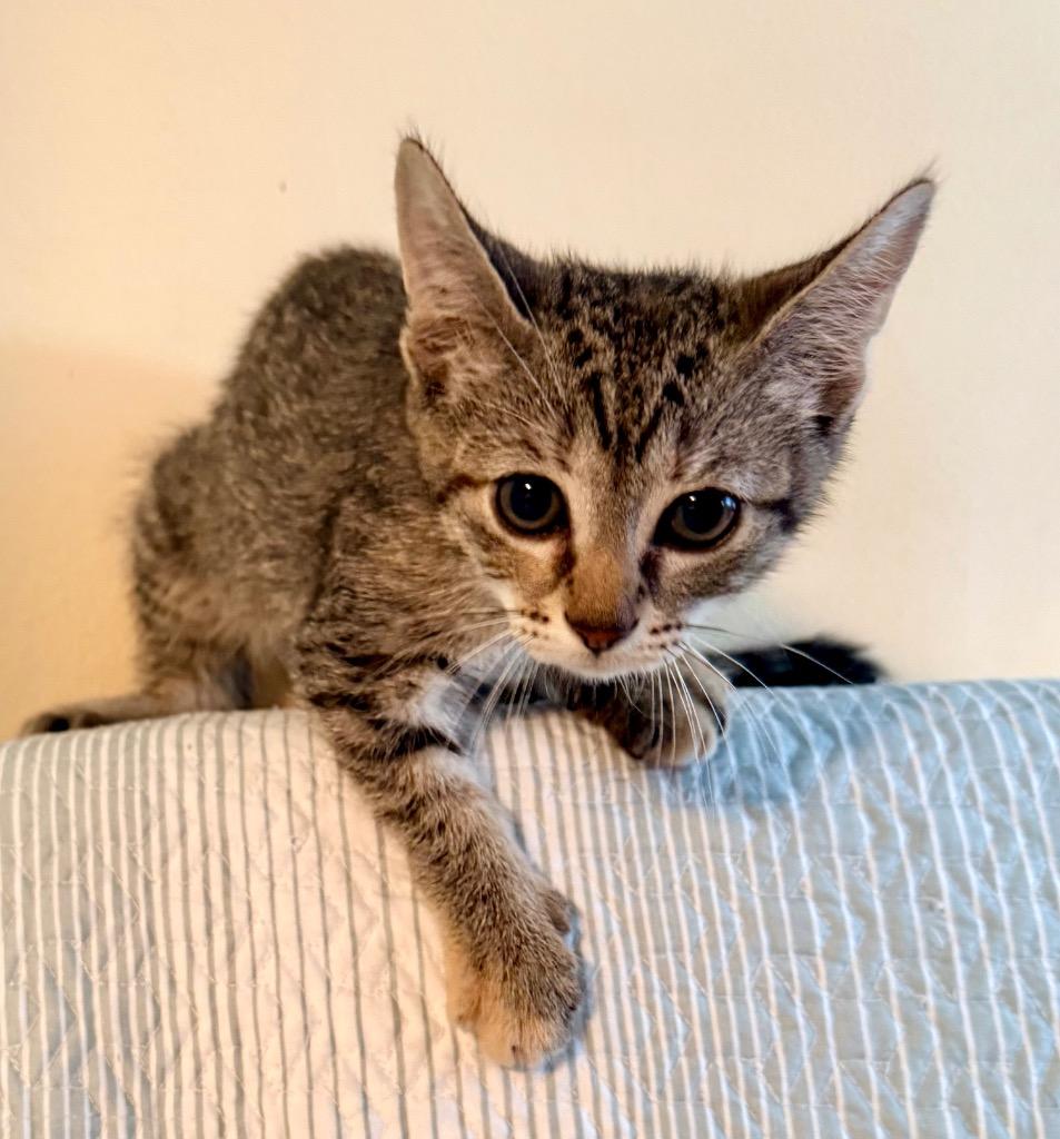 Enlarge Kiki: adoption pending, a Adoptable mixed breed in New York, NY image 5/5
