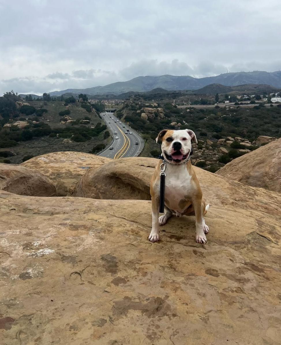 Enlarge Cade, a Adoptable American Bulldog in los angeles, CA image 1/6