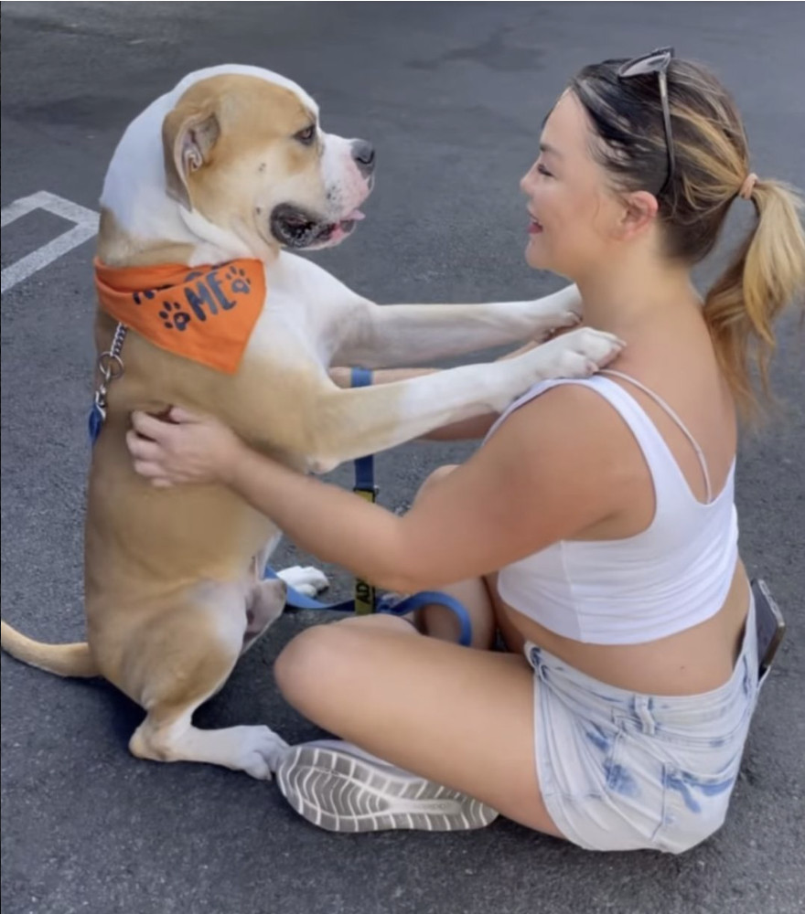 Enlarge Cade, a Adoptable American Bulldog in los angeles, CA image 5/6