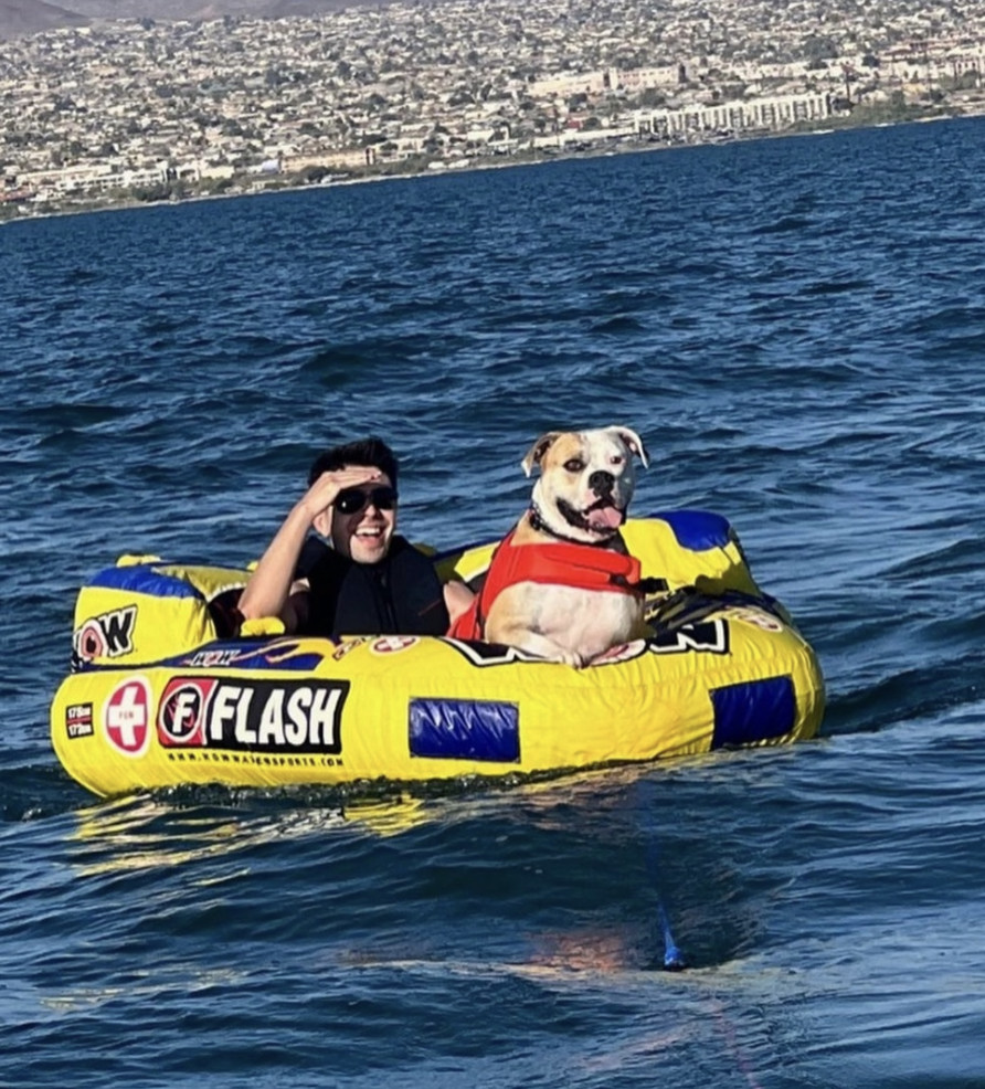 Enlarge Cade, a Adoptable American Bulldog in los angeles, CA image 4/6