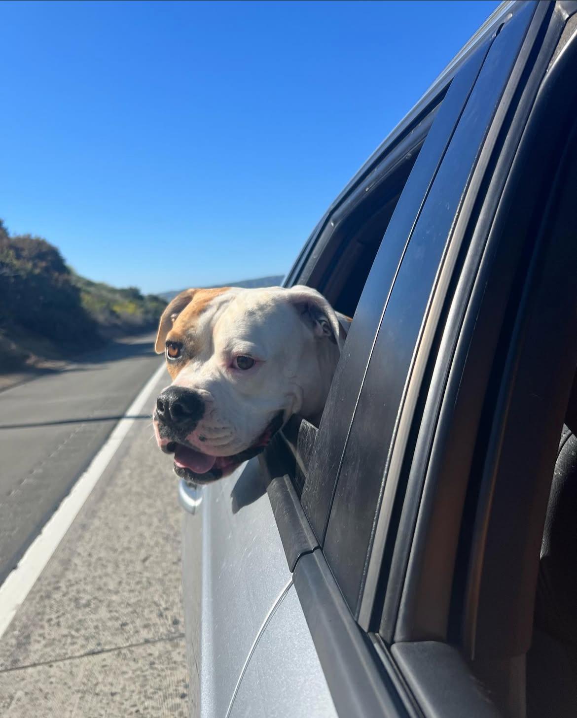 Enlarge Cade, a Adoptable American Bulldog in los angeles, CA image 3/6