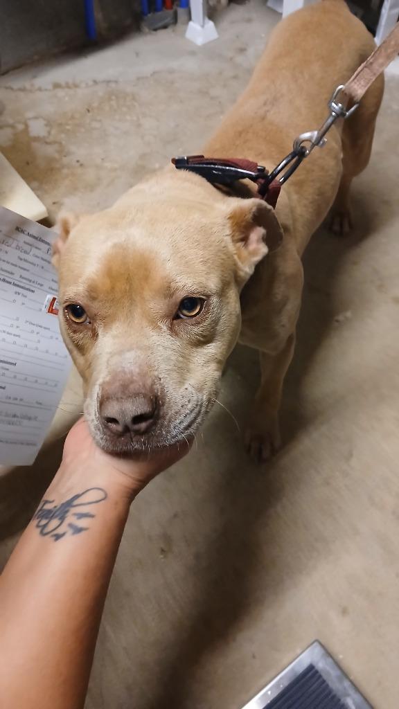 Pippi, Adoptable, Adult Female Mixed Breed.