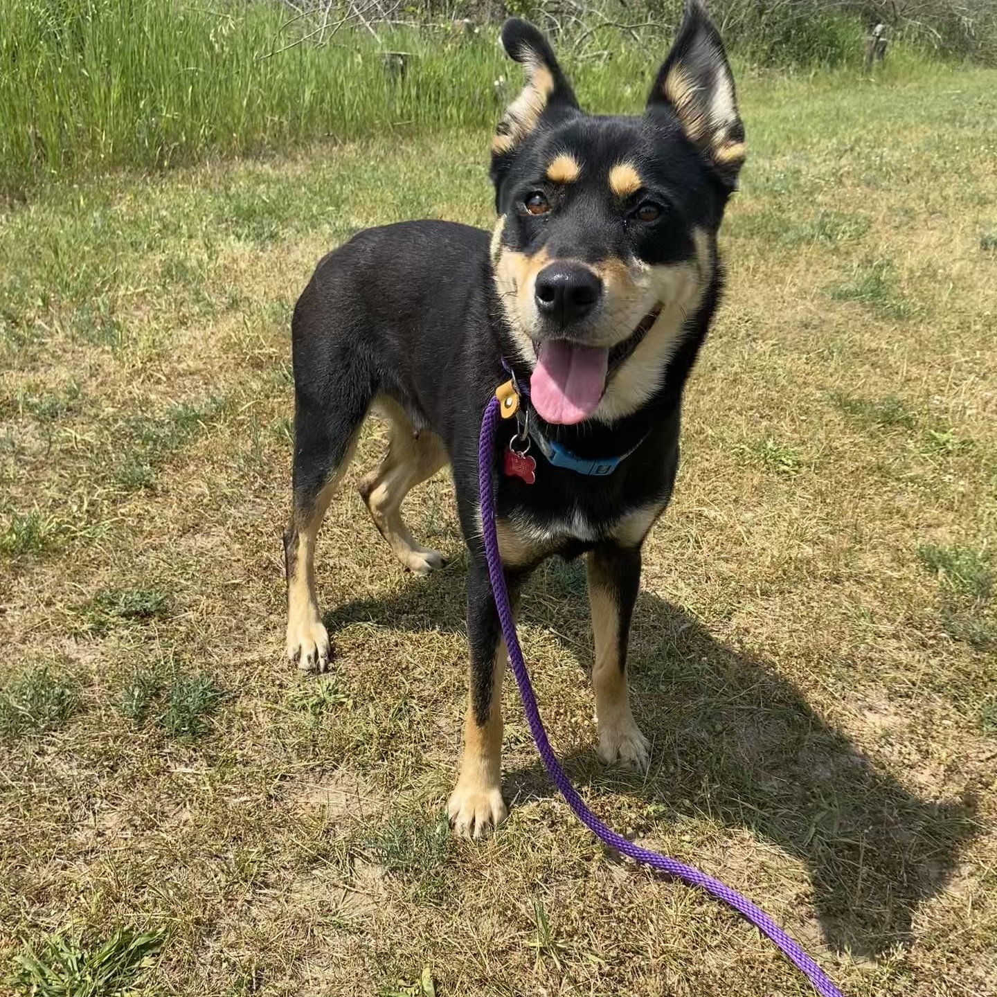 Indie, Adult Female unknown