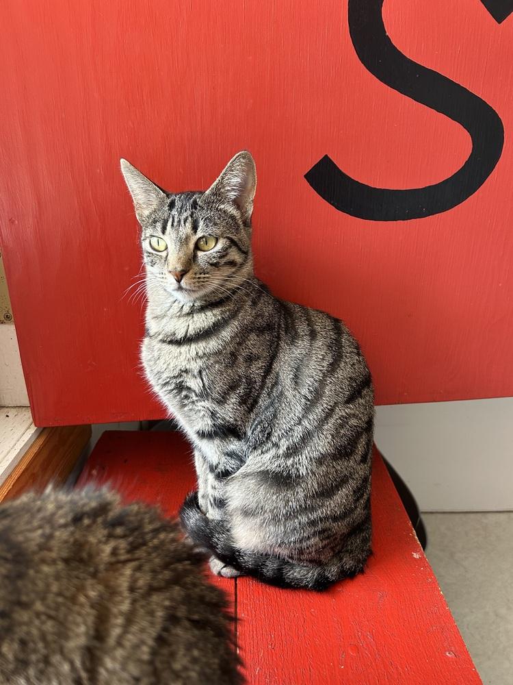 Enlarge Theia, a Adoptable mixed breed in Salmon, ID image 1/4