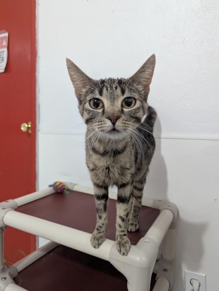 Enlarge Theia, a Adoptable mixed breed in Salmon, ID image 2/4