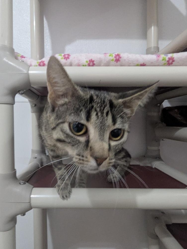 Enlarge Theia, a Adoptable mixed breed in Salmon, ID image 3/4