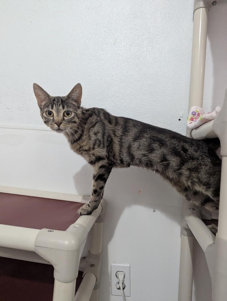 Enlarge Theia, a Adoptable mixed breed in Salmon, ID image 4/4