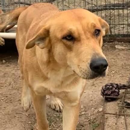 Sweetie, Adoptable, Adult Female Labrador Retriever.