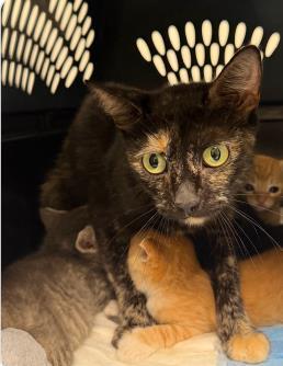 Tara, Adoptable, Adult Female Domestic Short Hair & Domestic Short Hair.