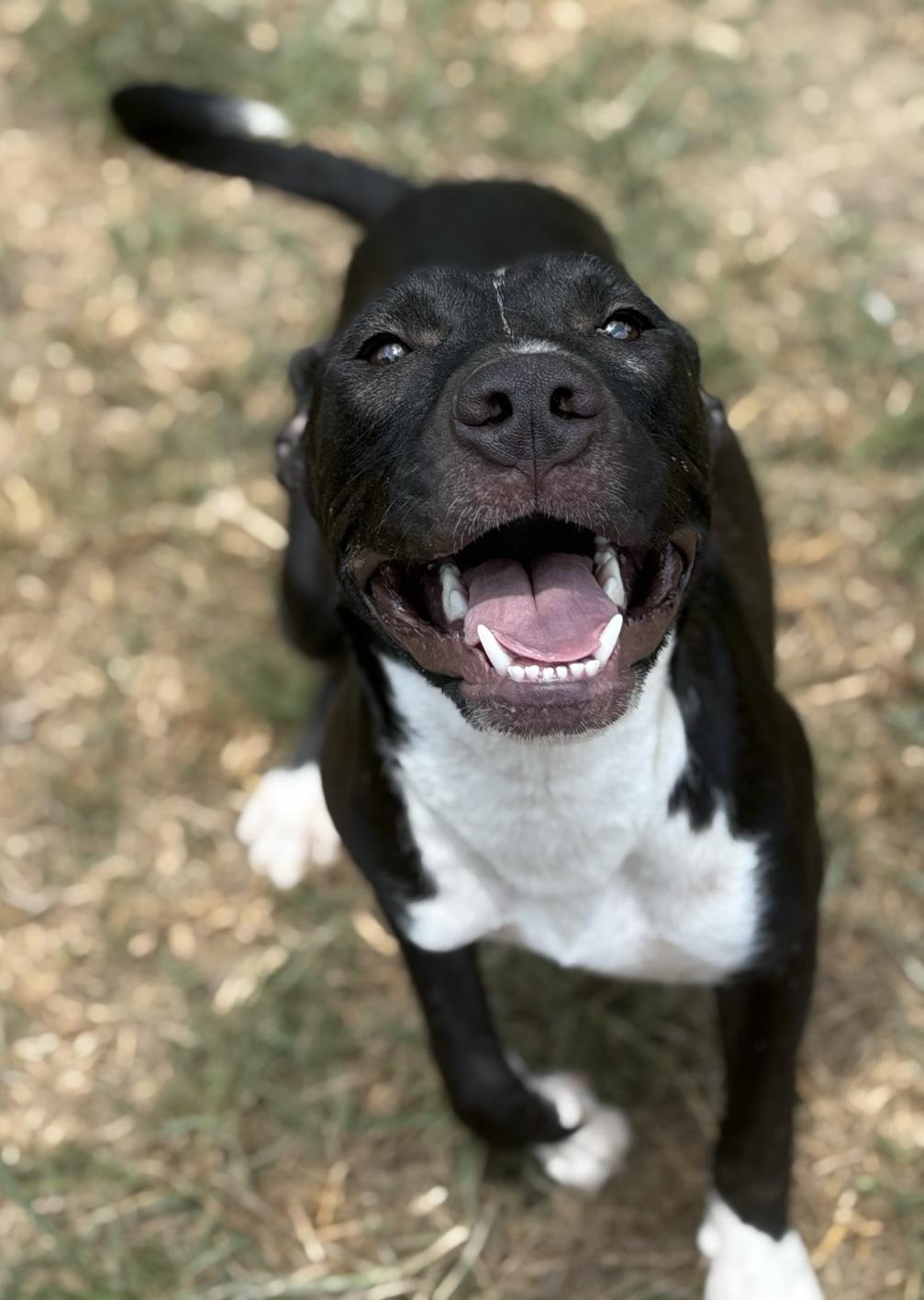 Gumdrop, a Adoptable mixed breed in Quakertown , PA image 3/6