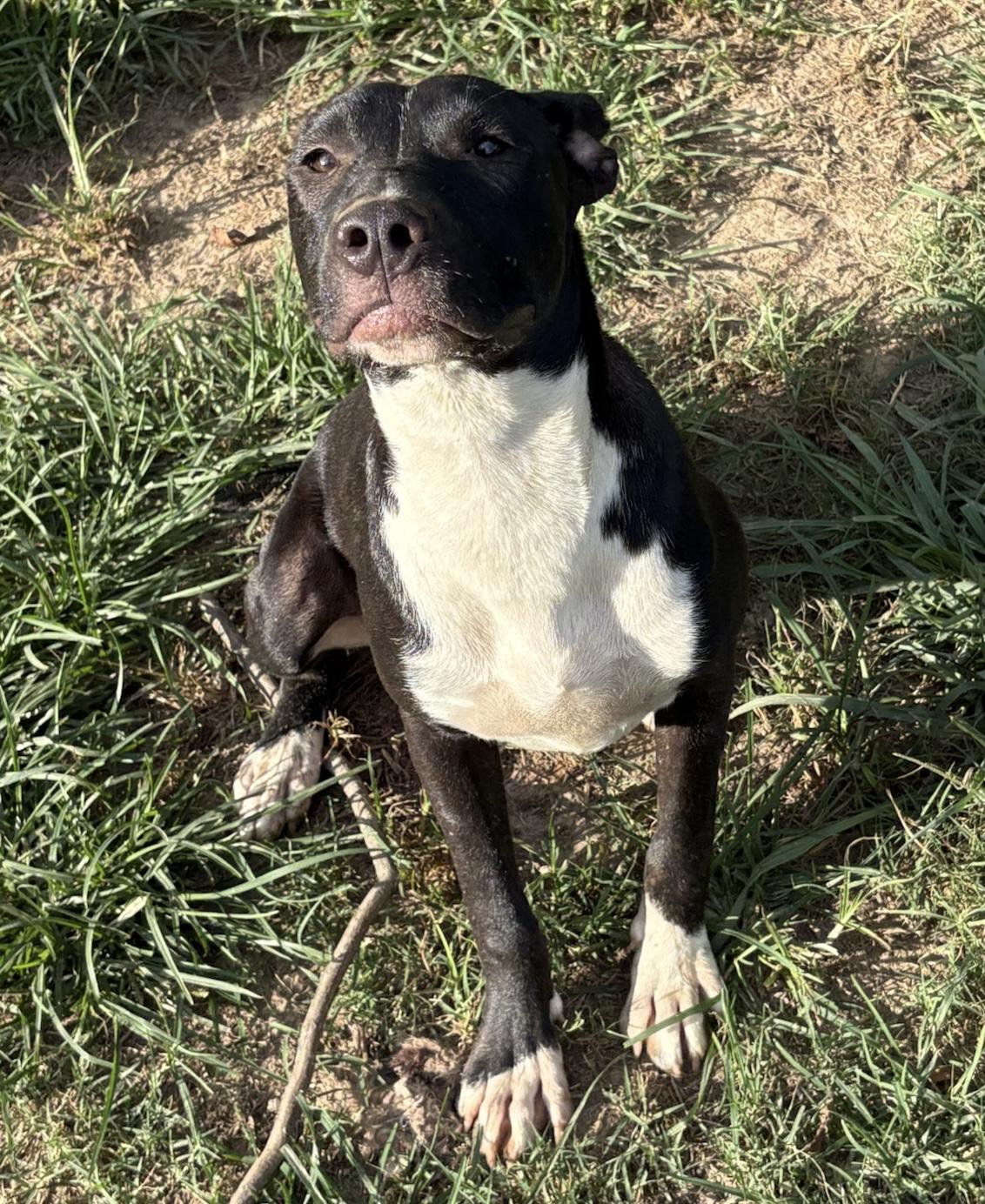 Gumdrop, a Adoptable mixed breed in Quakertown , PA image 5/6