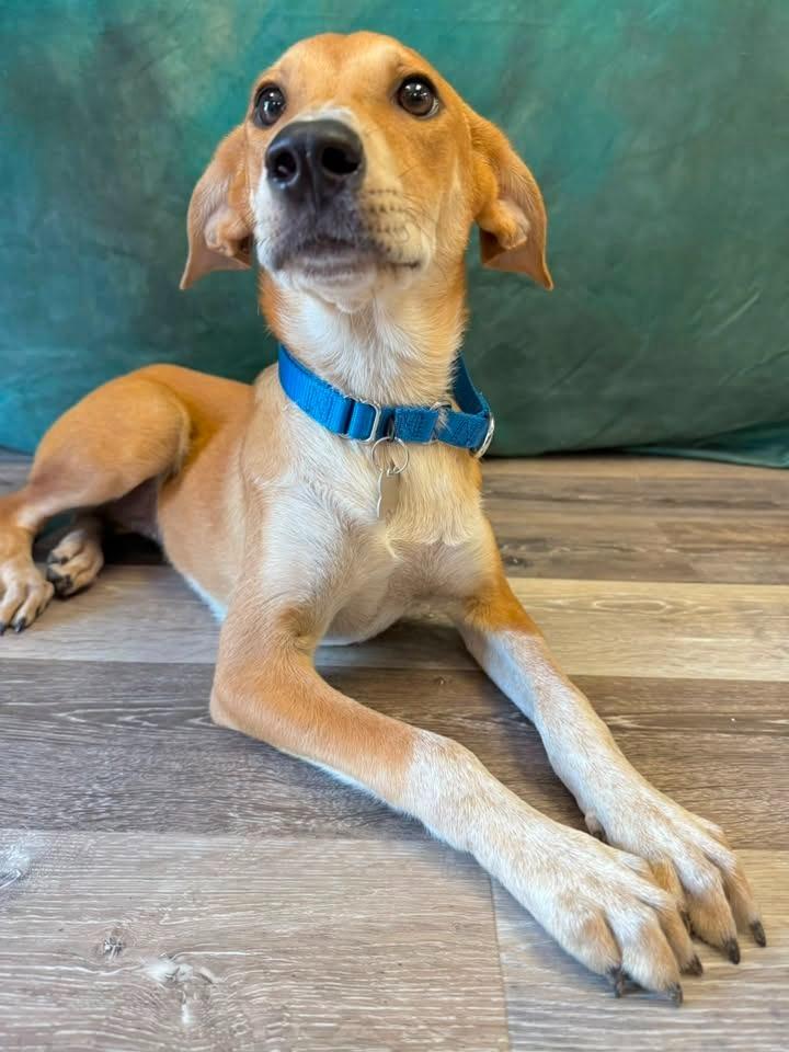 Sierra, Adoptable, Puppy Female Mixed Breed.