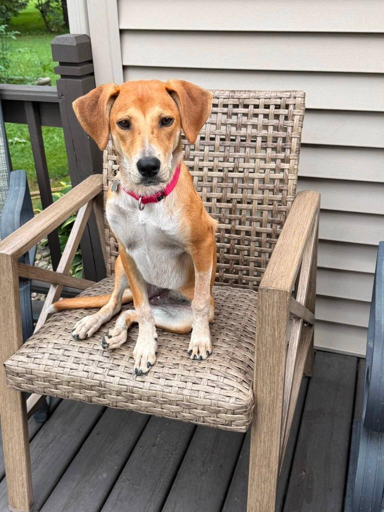 Sierra, a Adoptable mixed breed in Fond Du Lac, WI image 1/5