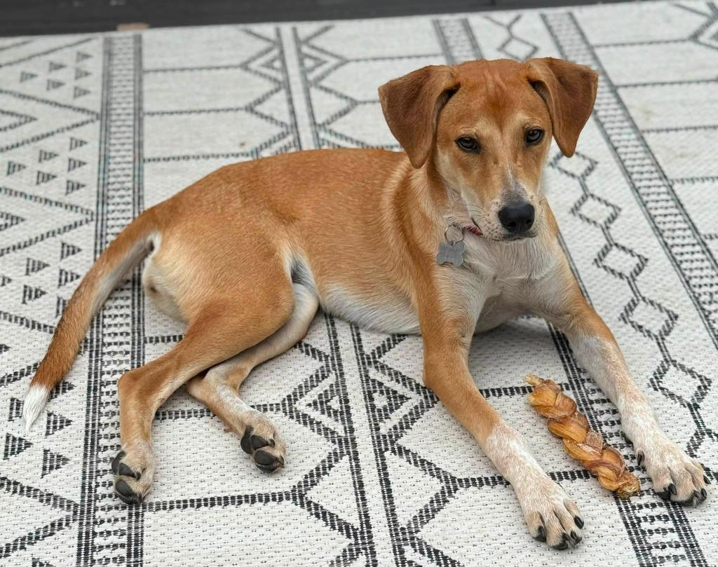Sierra, a Adoptable mixed breed in Fond Du Lac, WI image 2/5