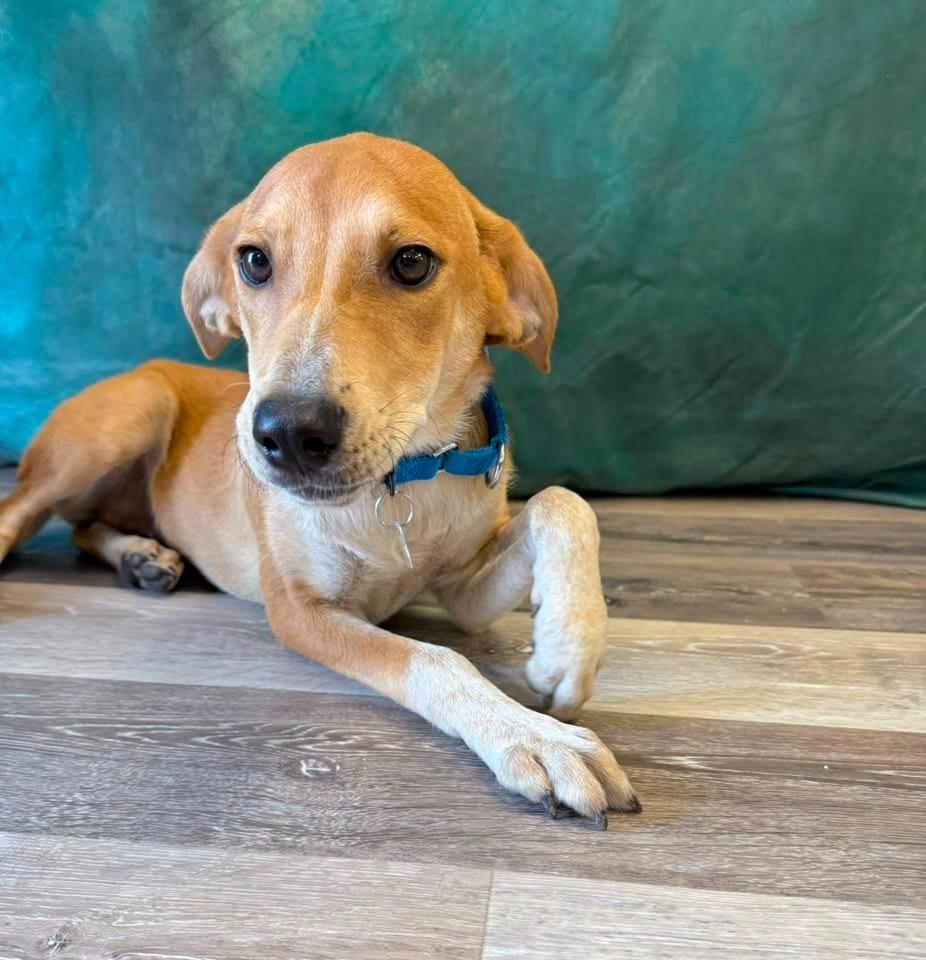 Sierra, a Adoptable mixed breed in Fond Du Lac, WI image 2/5