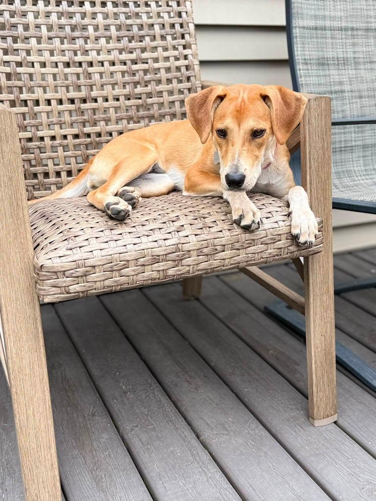 Sierra, a Adoptable mixed breed in Fond Du Lac, WI image 3/5