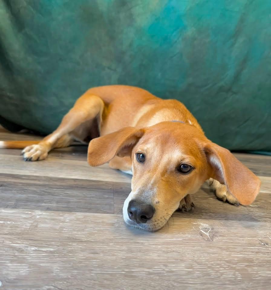 Sierra, a Adoptable mixed breed in Fond Du Lac, WI image 3/5