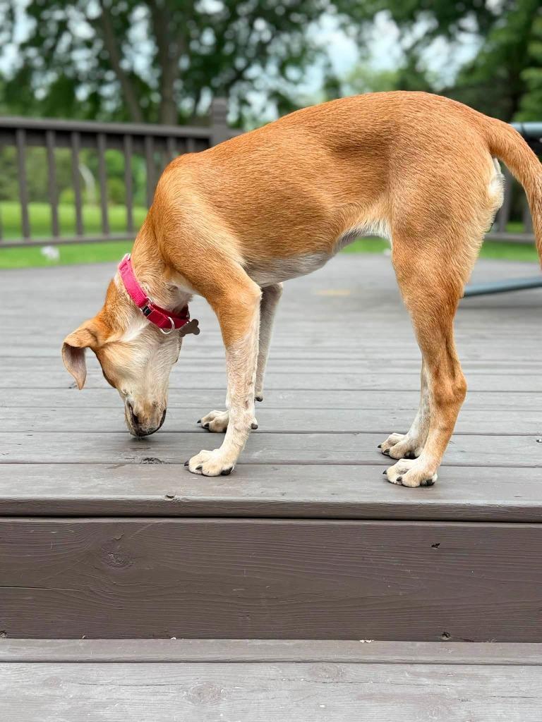 Sierra, a Adoptable mixed breed in Fond Du Lac, WI image 4/5