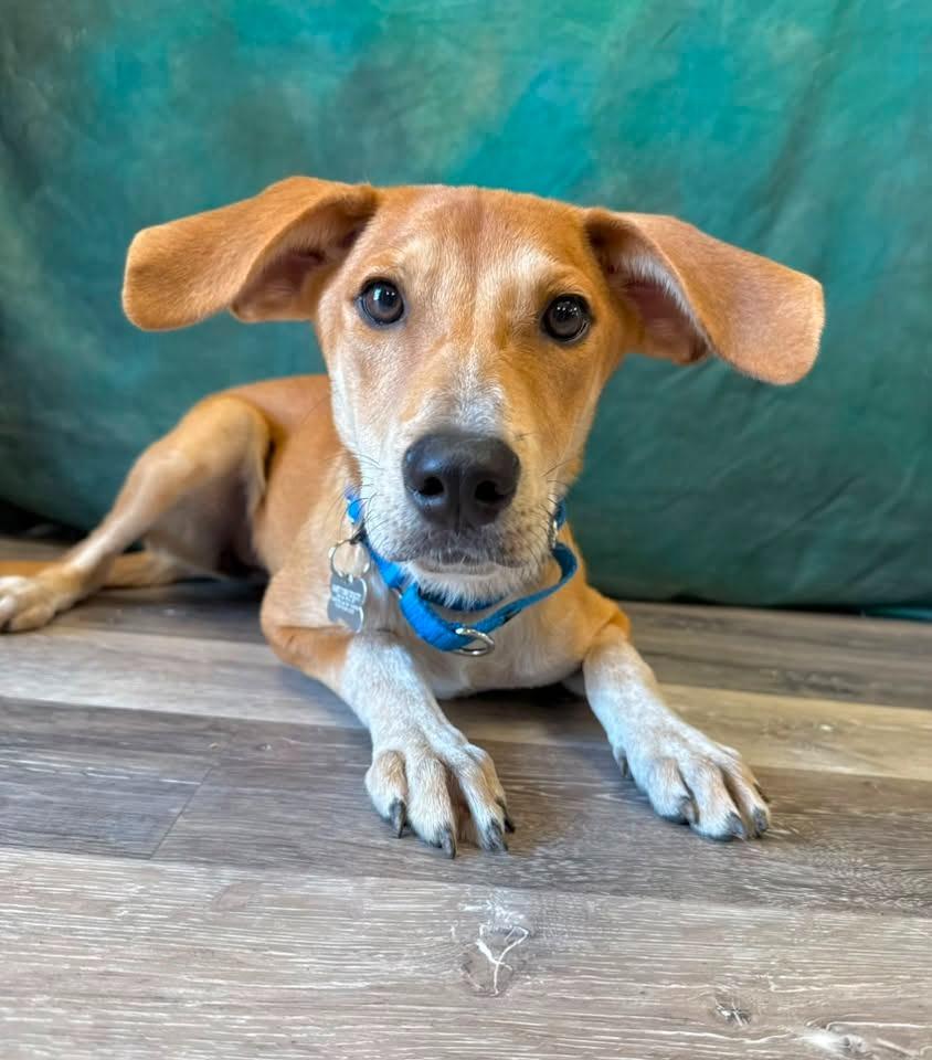 Sierra, a Adoptable mixed breed in Fond Du Lac, WI image 4/5