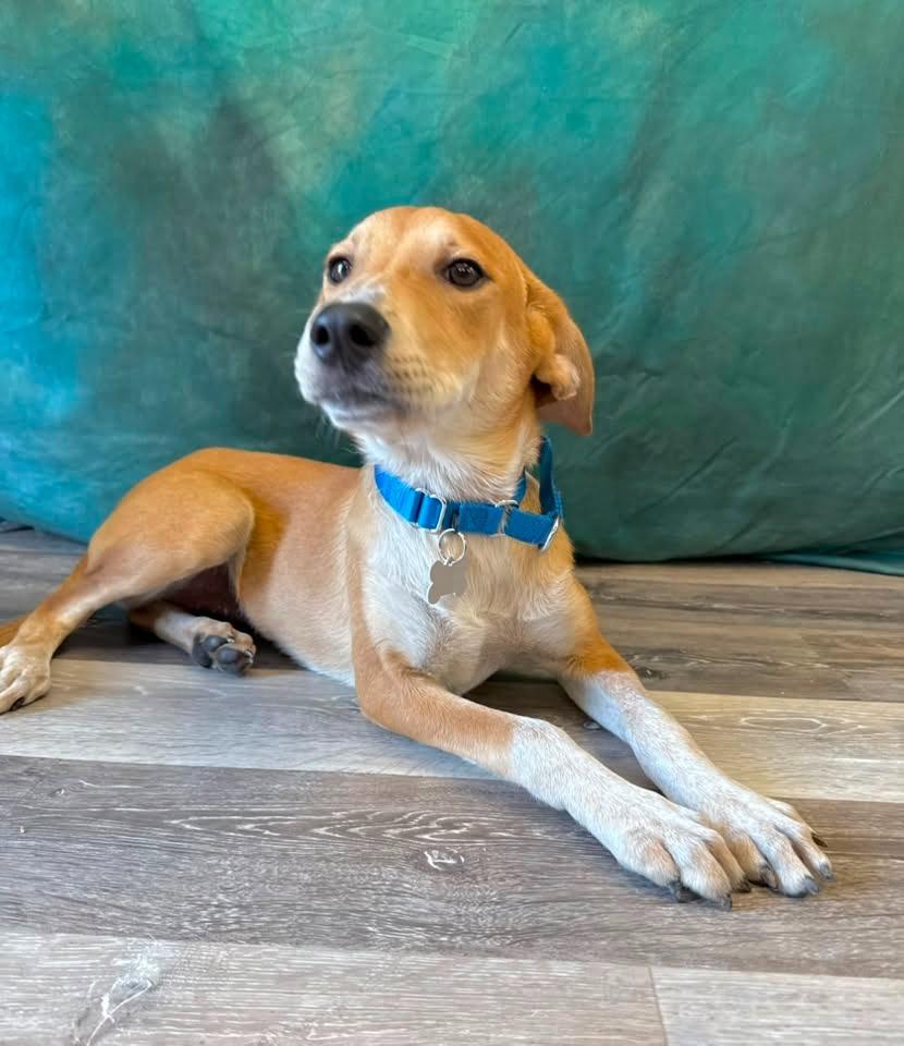Sierra, a Adoptable mixed breed in Fond Du Lac, WI image 5/5