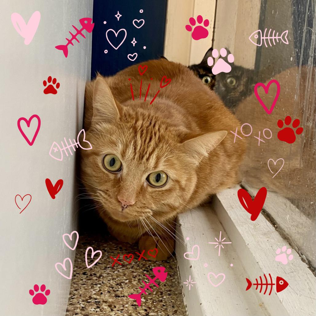 Fishstick, Adoptable, Adult Male Domestic Short Hair.